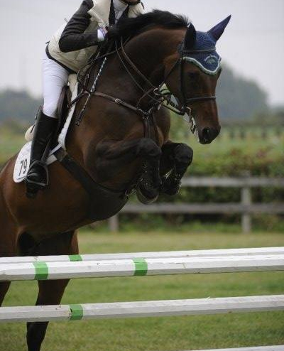 Cocarina 2002 HOLST Jumper mare
