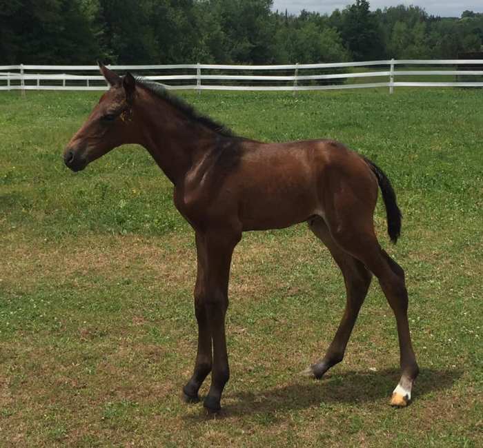 Glasgow's Ruby 1D old