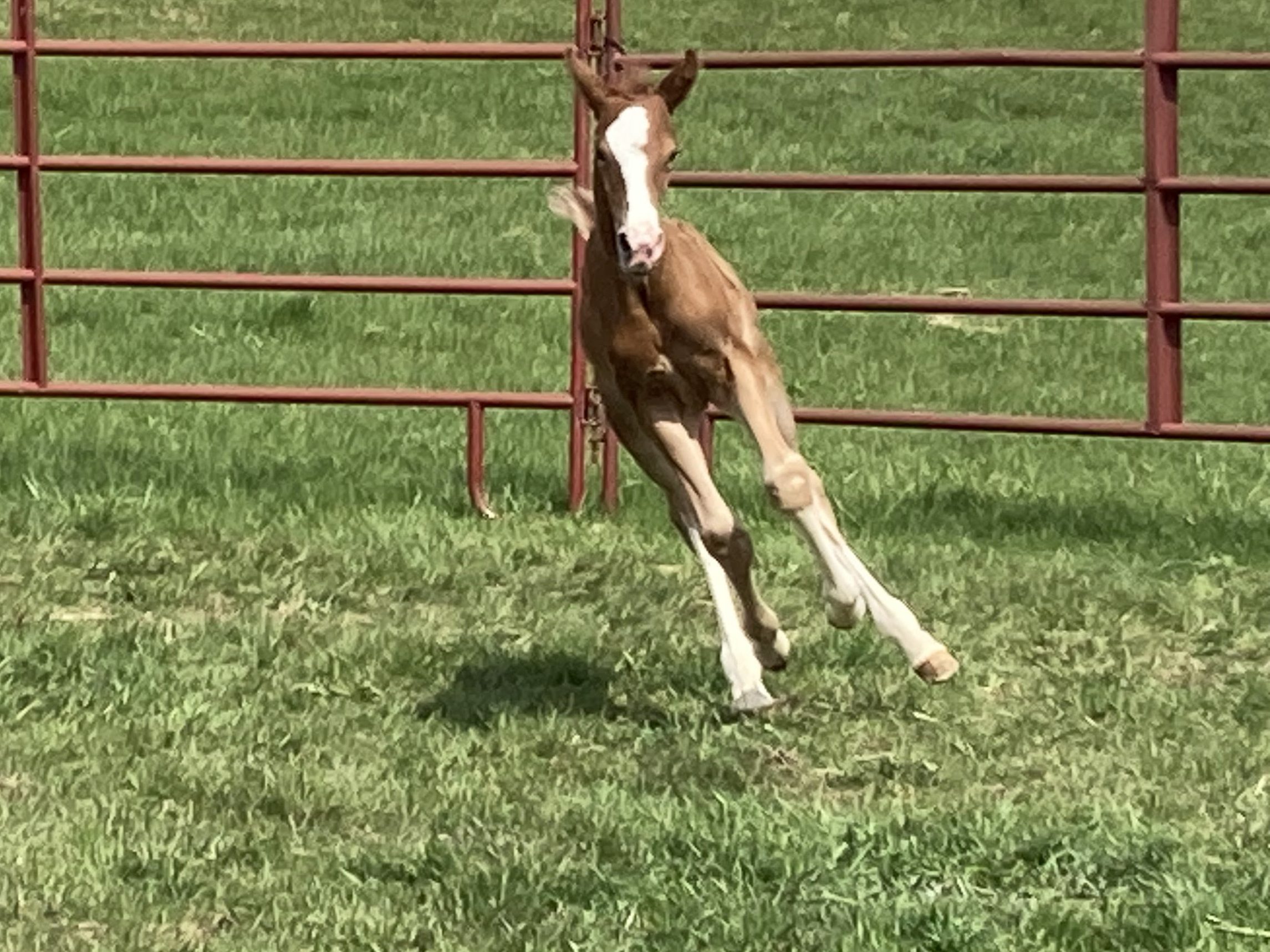 Zavall 2023 filly
