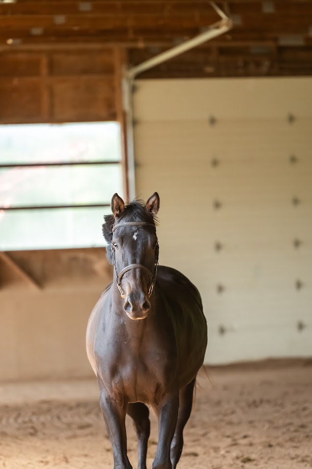 2022 Hanoverian by Glasgow